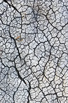 Olea: the bark of Olive (Olea europaea) tree, France