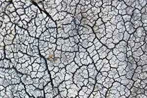 Olea: the bark of Olive (Olea europaea) tree, France