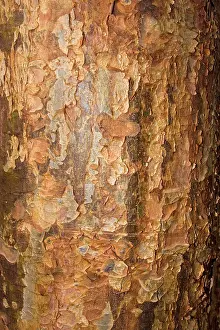 Maples: Bark of paperback maple