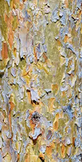 Bark: Bark of a pine (Pinus). Autumn in a mixed forest
