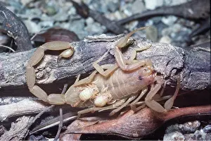 Scorpions: BARK SCORPIAN - with young on back