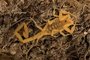 Centruroides: Bark Scorpion