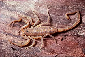 Bark: BARK SCORPION - FROM ABOVE