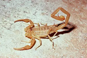 Scary: BARK SCORPION - FROM ABOVE