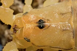 Sting: Bark Scorpion (Centruroides exilicauda) - Closeup