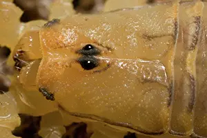 270222: Bark Scorpion (Centruroides exilicauda) - Closeup of head -