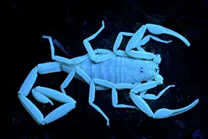 Photographed: Bark Scorpion (Centruroides exilicauda) -Photographed under