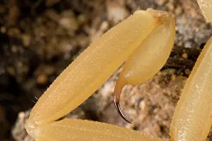 Stings: Bark Scorpion - close-up of telson (stinger)