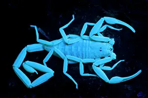 Centruroides: Bark Scorpion - photographed under UV light