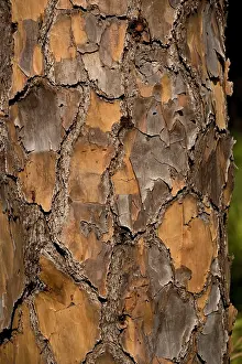 Slash: Bark of slash pine