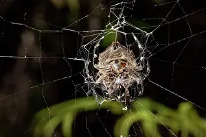 Suspend: Bark spider (Caerostris extrusa) on his web, Andasibe