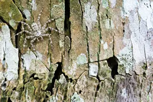 Chelicerate: Bark Spider, Choce colombiano, Ecuador