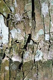 Chelicerate: Bark Spider, Choce colombiano, Ecuador