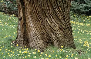Textures: BARK of SWEET CHESNUT - Daffodils at bottom of trunk