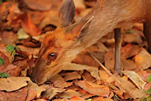 Barking: Barking Deer on look out for food, Corbett