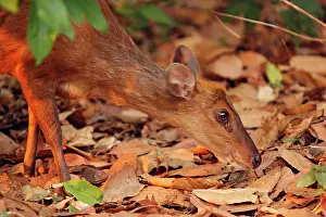Muntiacus: Barking Deer looking for food
