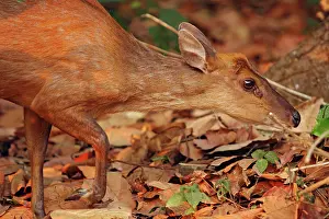 Muntiacus: Barking Deer looking for food