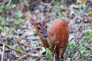 Assam: Barking Deer (Muntiacus muntjak)
