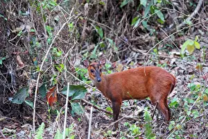 Assam: Barking Deer (Muntiacus muntjak)