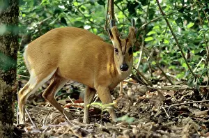 Muntjac: Barking Deer / Muntjac - In the Sal forest