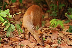 Barking: Barking Deer in search for food, Corbett