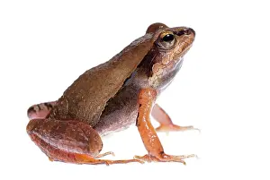 Barking: Barking Frog (Physalaemus cuvieri) isolated