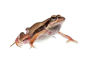 Barking: Barking Frog (Physalaemus cuvieri) isolated