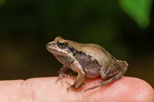 Barking: Barking Frog (Physalaemus cuvieri) on photographer finger