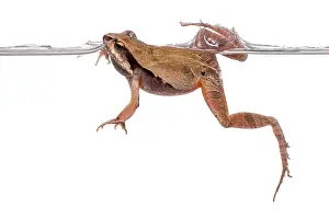 Cuvieri: Barking Frog (Physalaemus cuvieri) swimming