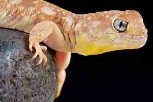 Barking: Barking gecko (Ptenopus garrulus maculatus), Namibia