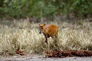 Joanna Van Gruisen: BARKING / MUNTJAC DEER