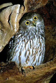 Ninox: Barking Owl
