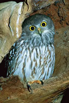 Ninox: Barking Owl