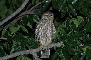 Ninox: Barking Owl