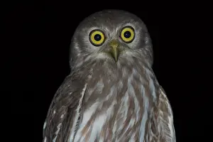 Ninox: Barking Owl - close-up