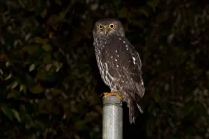 Barking: Barking Owl - Perched on a pole - Malanda - Atherton