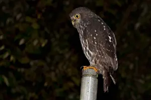 Barking: Barking Owl - Perched on a pole - Malanda - Atherton