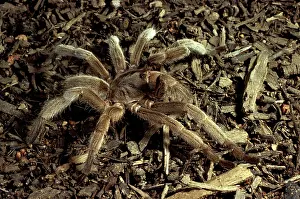 Makes: Barking spider / Bird-eating spider - Also called