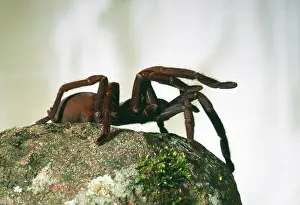 Crassipes: Barking Spider - Sitting on rock