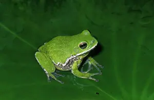 Barking: Barking Tree Frog