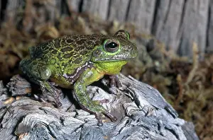 Barking: Barking Tree Frog