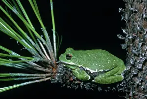 Barking: Barking Tree Frog