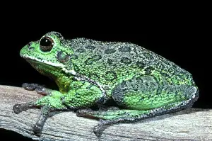 Barking: Barking Tree Frog