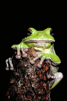 Barking: Barking tree frog