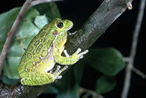 Barking: Barking Tree Frog