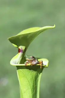 Trumpet: Barking Tree Frog on Pitcher Plant