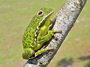 Barking: Barking Treefrog