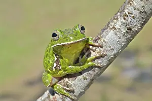 Barking: Barking Treefrog