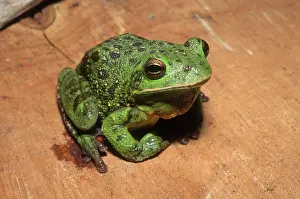 Barking: Barking Treefrog