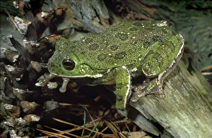Barking: Barking Treefrog